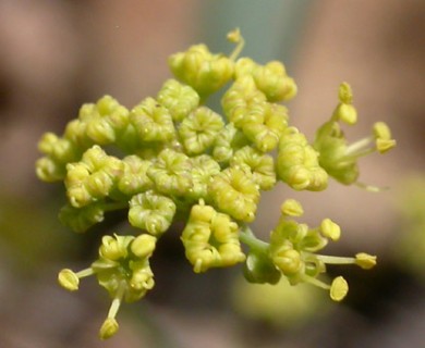 Lomatium nudicaule