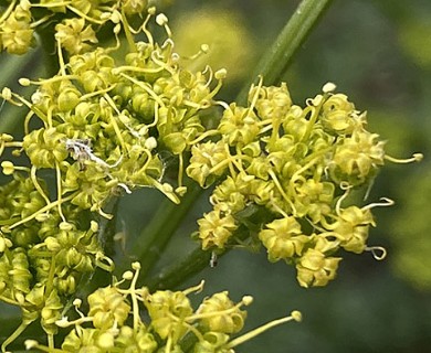 Lomatium papilioniferum