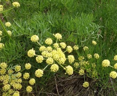 Lomatium suksdorfii