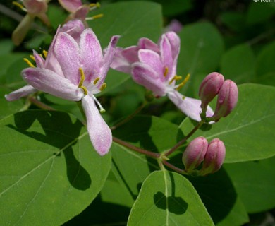 Lonicera X bella