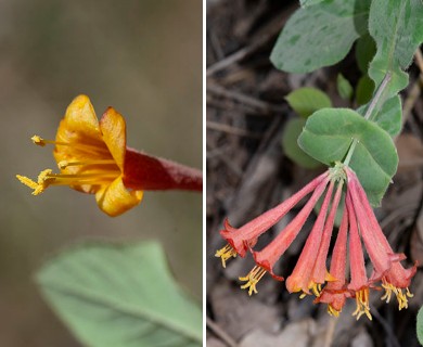 Lonicera arizonica