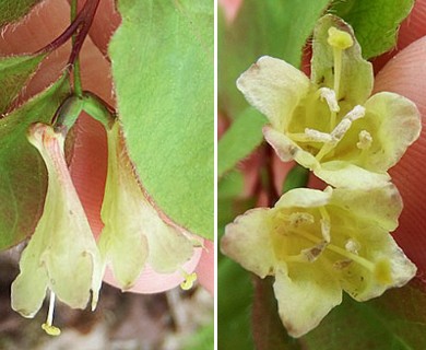 Lonicera canadensis