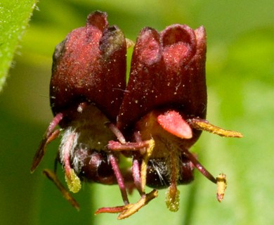 Lonicera conjugialis