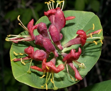 Lonicera dioica