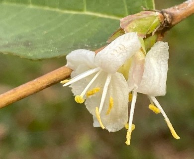 Lonicera fragrantissima