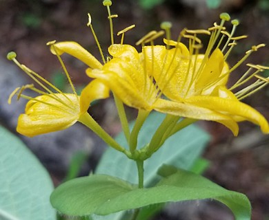 Lonicera hirsuta