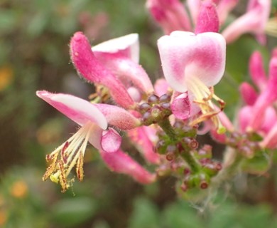 Lonicera hispidula