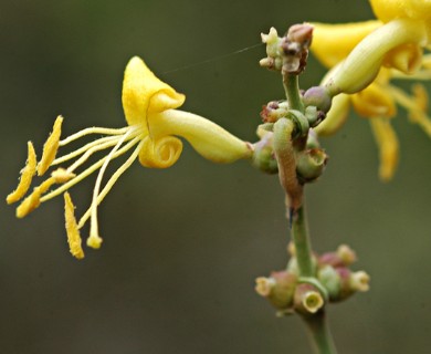 Lonicera interrupta