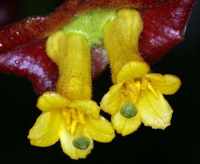 Lonicera involucrata