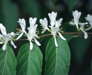 Lonicera maackii