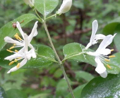 Lonicera morrowii