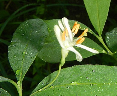 Lonicera oblongifolia