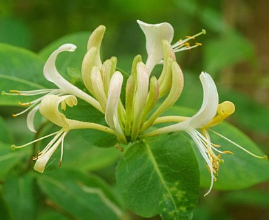 Lonicera periclymenum