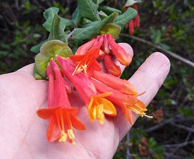 Lonicera pilosa