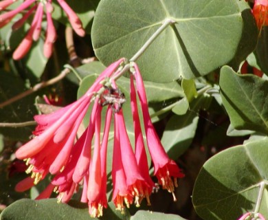 Lonicera sempervirens