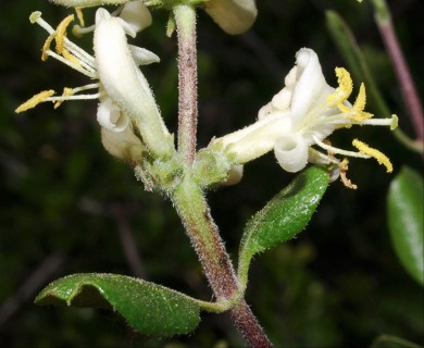 Lonicera subspicata