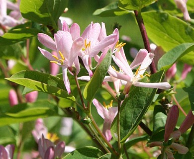 Lonicera tatarica