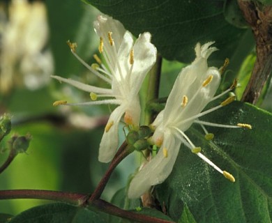 Lonicera xylosteum