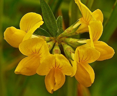 Lotus corniculatus