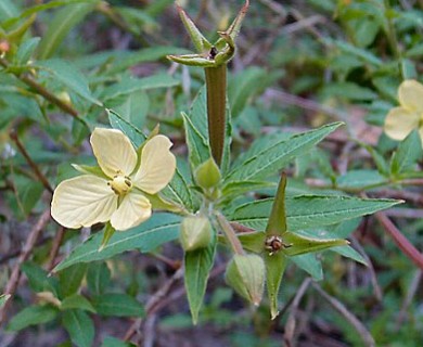 Ludwigia octovalvis