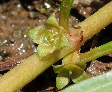 Ludwigia palustris