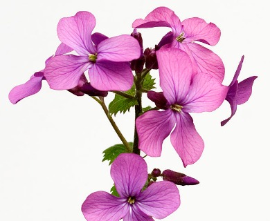 Lunaria annua