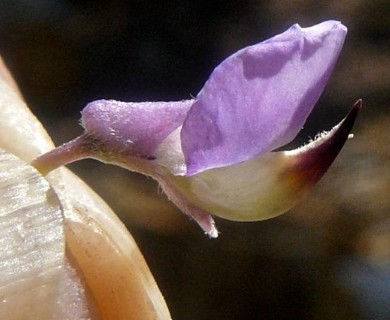 Lupinus argenteus