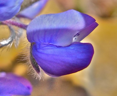 Lupinus caudatus