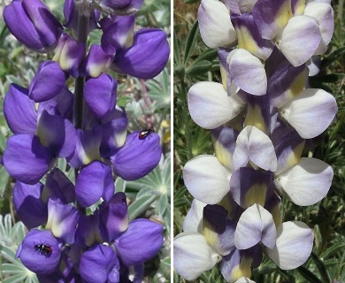 Lupinus grayi