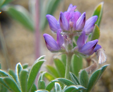 Lupinus lepidus