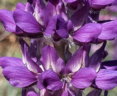 Lupinus microcarpus