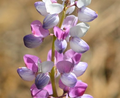 Lupinus perennis