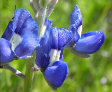 Lupinus texensis