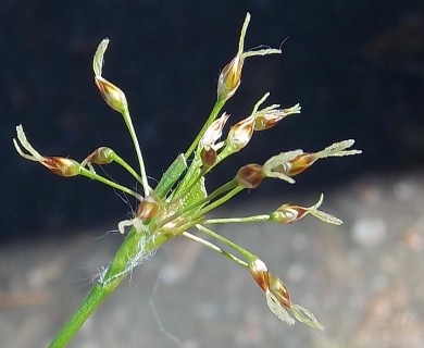 Luzula acuminata