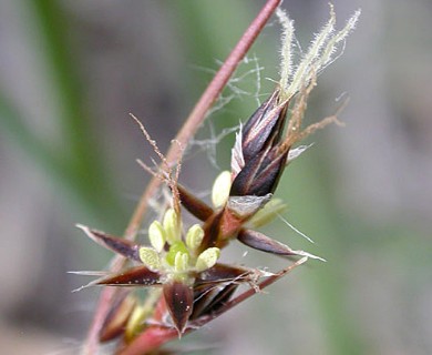 Luzula multiflora