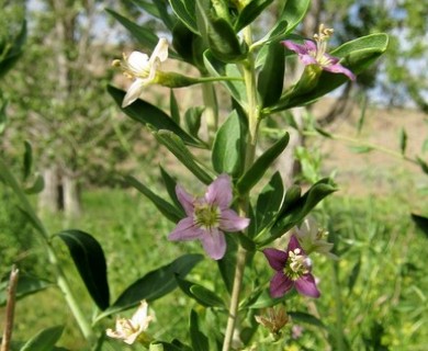 Lycium barbarum