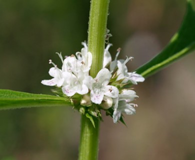 Lycopus americanus