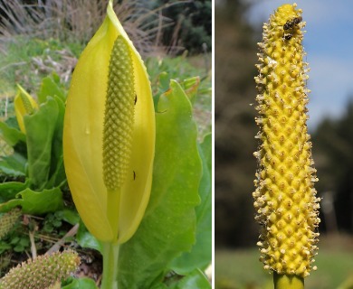 Lysichiton americanus