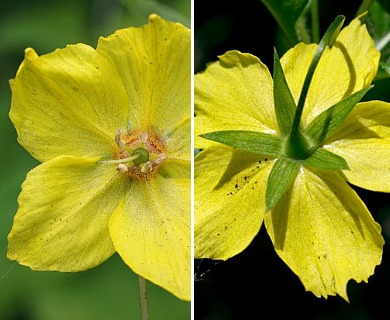 Lysimachia ciliata