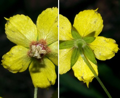 Lysimachia lanceolata