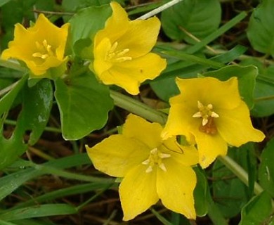 Lysimachia nummularia