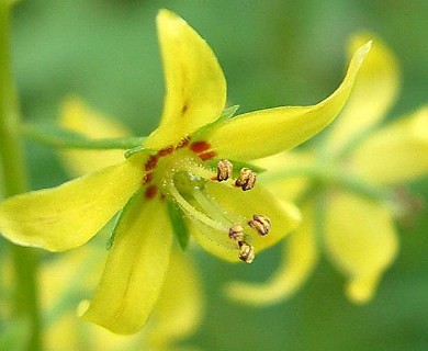 Lysimachia terrestris