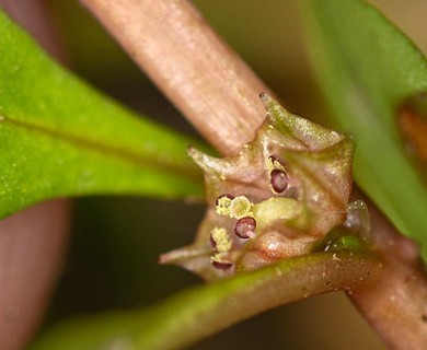 Lythrum portula