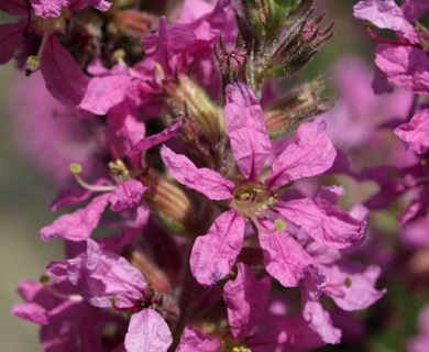 Lythrum salicaria