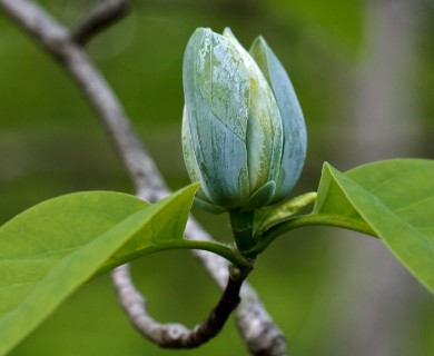 Magnolia acuminata