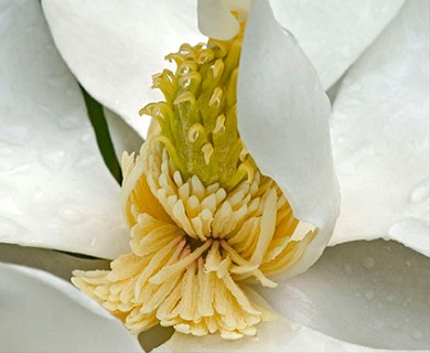 Magnolia grandiflora