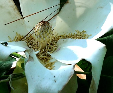 Magnolia macrophylla