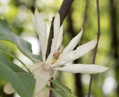 Magnolia tripetala