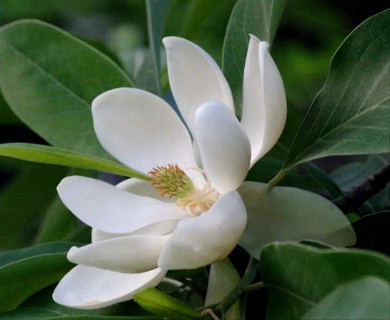 Magnolia virginiana