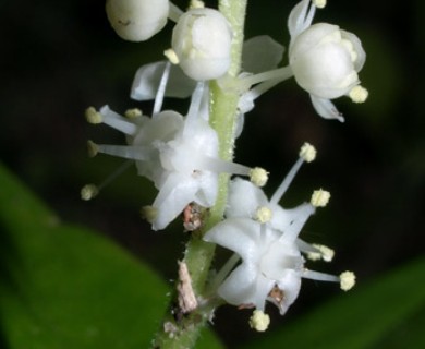 Maianthemum canadense